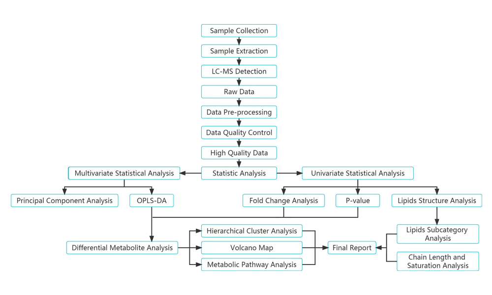 Step-by-step workflow of MetwareBio’s quantitative lipidomics analysis from sample treatment to biological insights