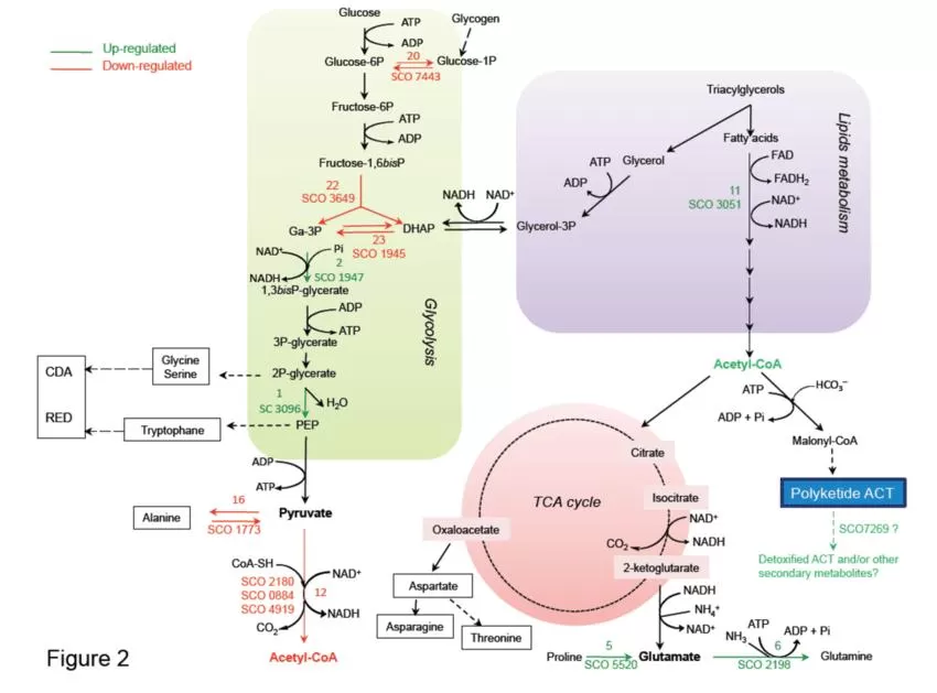 Schematic representation of central metabolic pathways of S.lividans TK24 and its ppk mutant (Le Maréchal et al., 2013)