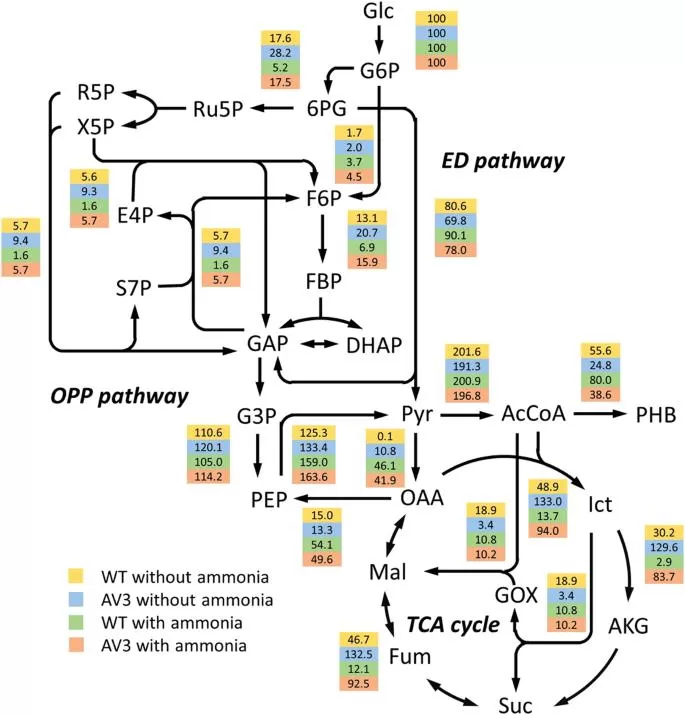 Metabolic flux maps of A. vinelandii wt and AV3 with and without ammonium. (Wu et al., 2019)