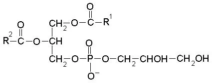 phosphatidylglycerol-structure-functions-and-analysis