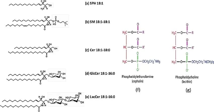 Sphingolipids and phospholipids: The classification of sphingolipids is based on the group attached to the sphingosine (LCB) backbone (Kukwa et al., 2021)