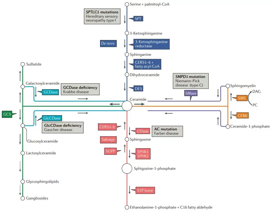 Pathways of sphingolipid metabolism and key enzymes (Ogretmen et al., 2018).