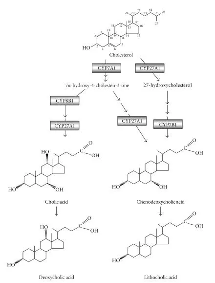 Bile acid synthesis (Li et al., 2009).