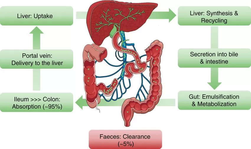 Enterohepatic circulation of bile acids: anatomical overview (Simbrunner et al., 2021).