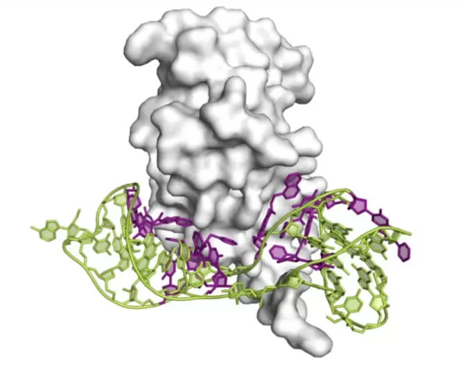 SomaScan Proteomics Technology: Principles and Advantages - MetwareBio