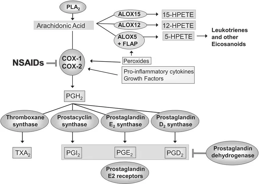 Prostaglandin synthesis pathway (Resler et al., 2014).