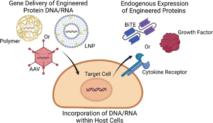 Gene delivery of engineered proteins