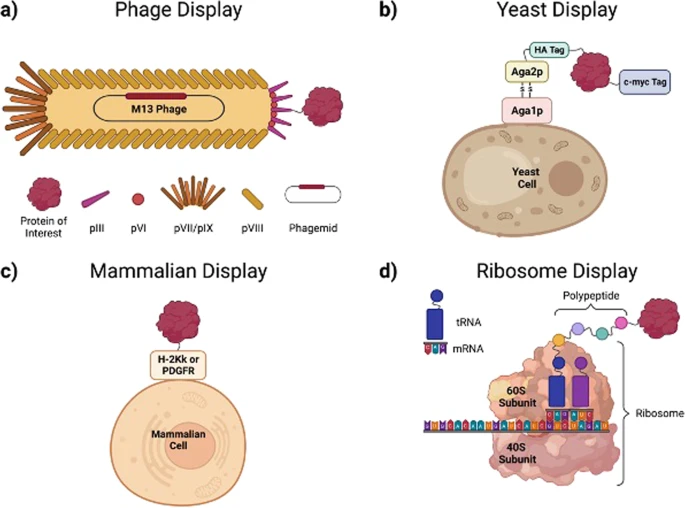 Schematic representations of protein display systems