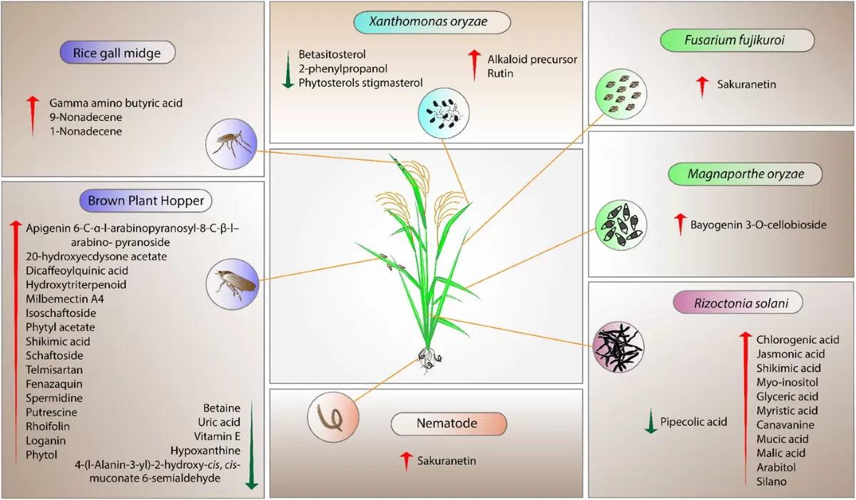 Proteomics and Metabolomics Studies on the Biotic Stress Responses of Rice