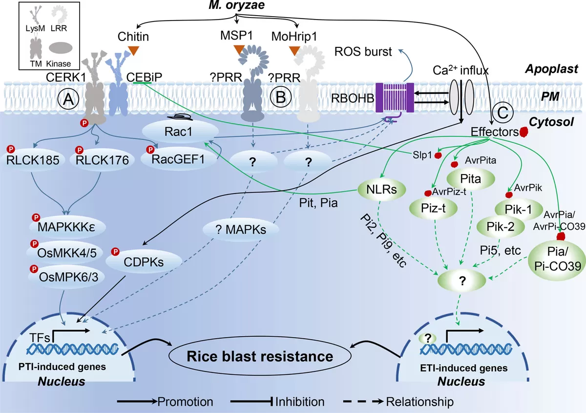 Proteomics of Rice—Magnaporthe oryzae Interaction