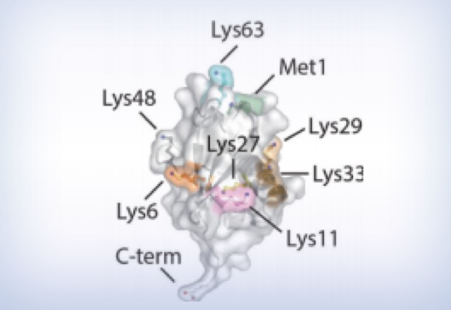 Untargeted Metabolomics