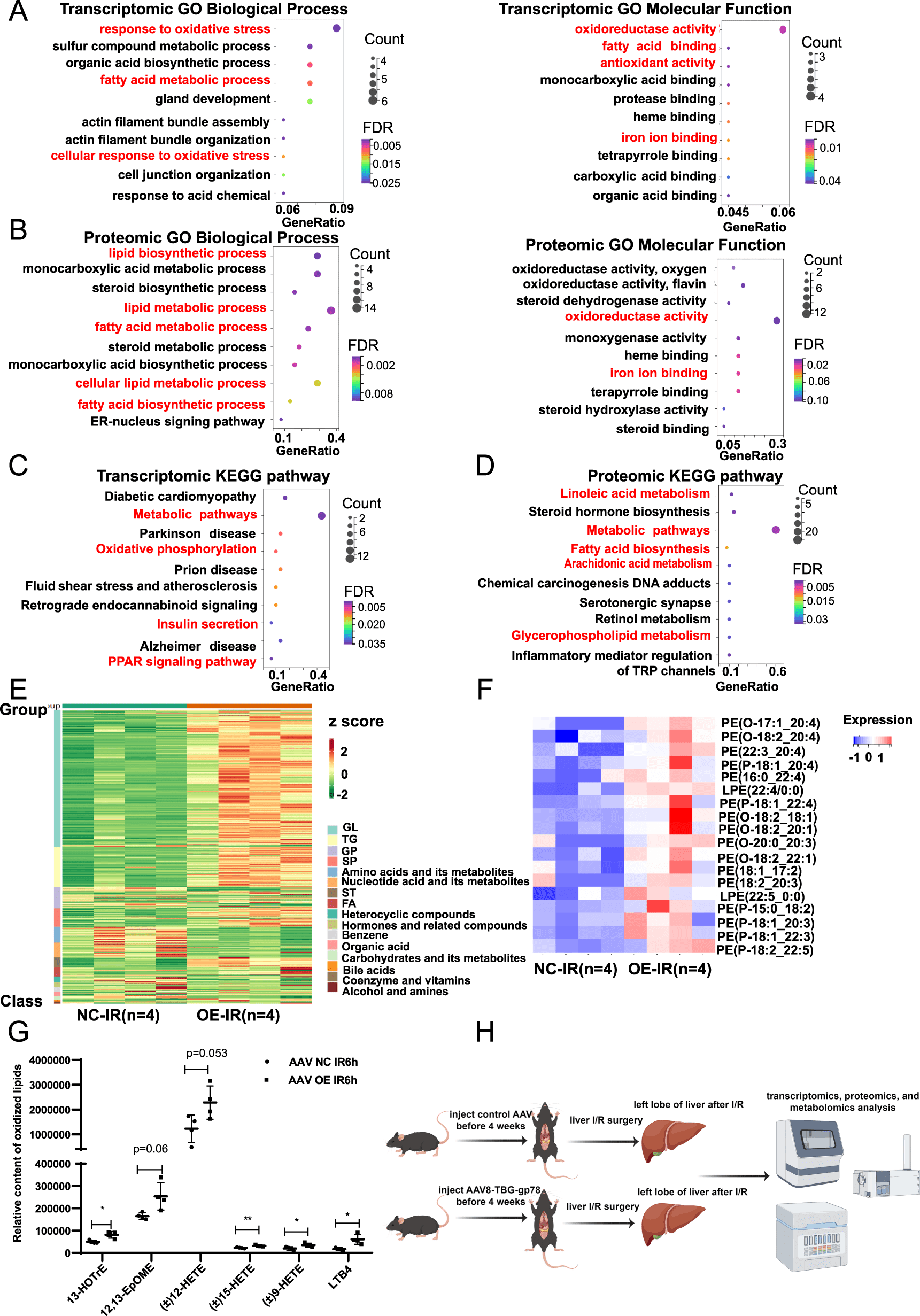 Muti-omics data indicates that gp78 regulates lipid remodeling and ferroptosis